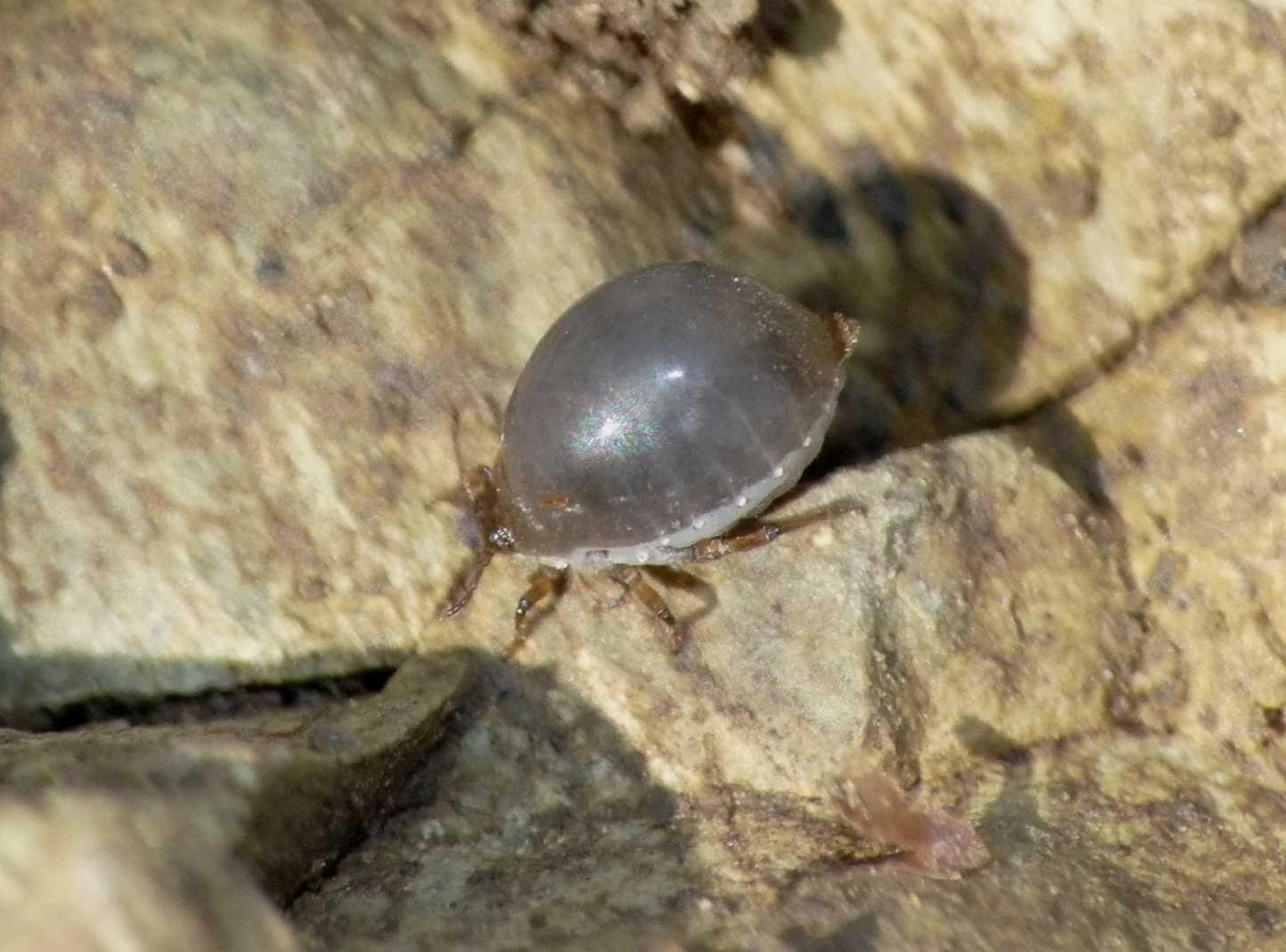 Afidi (Tetraneura sp.?) e coccidi ospiti di Tapinoma